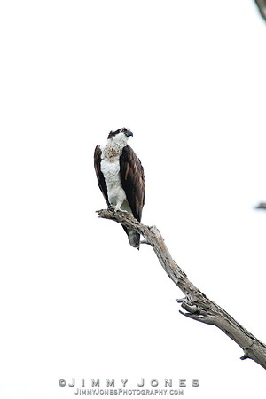 Osprey