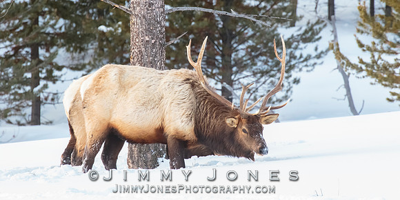Bull Elk