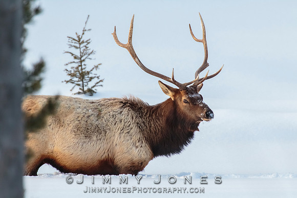 Bull Elk