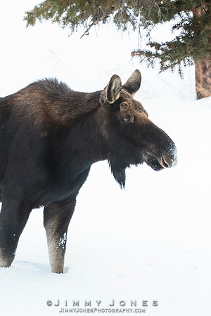 Silver Dollar Bull Moose