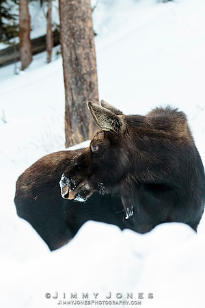 Silver Dollar Bull Moose