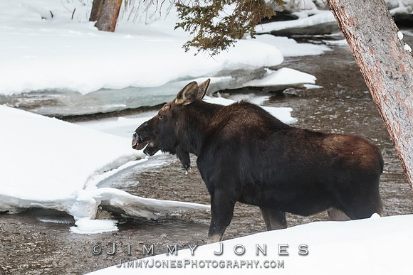 Silver Dollar Bull Moose