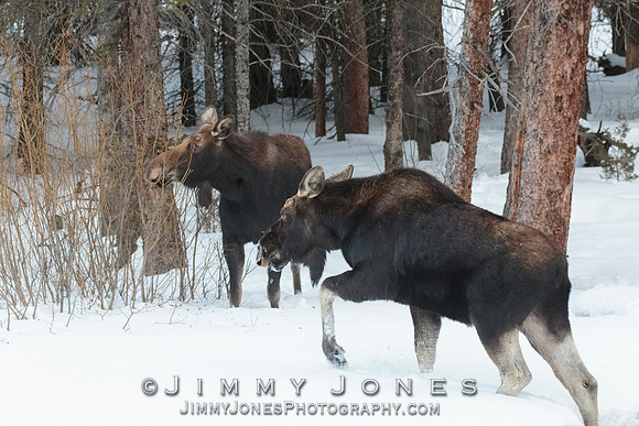 Silver Dollar Bull Moose w/Cow