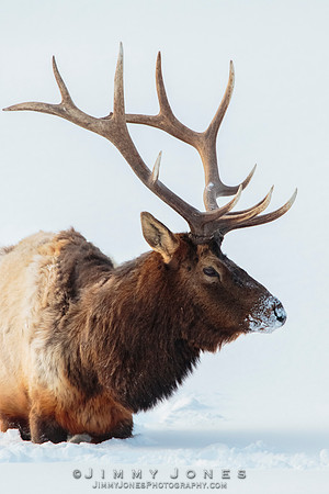 Bull Elk