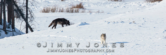 Eight Mile Pack Wolves