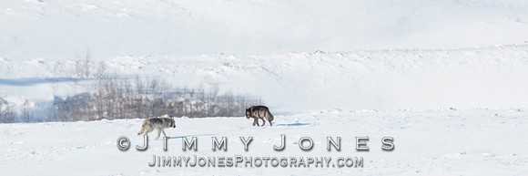 Eight Mile Pack Wolves