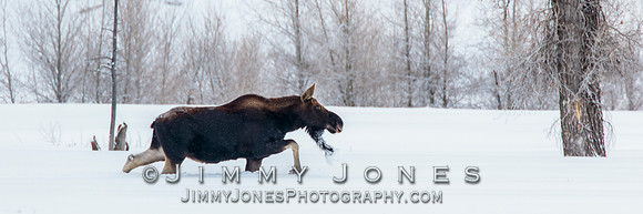 Silver Dollar Bull Moose