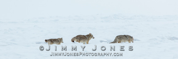 Coyotes