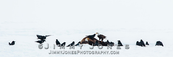 Bison Carcass w/ Bald Eagles in Lamar Valley