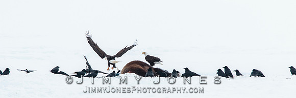 Bison Carcass w/ Bald Eagles in Lamar Valley