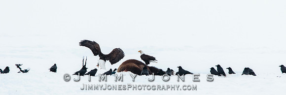 Bison Carcass w/ Bald Eagles in Lamar Valley