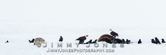 Bison Carcass w/ Bald Eagles and Coyote in Lamar Valley