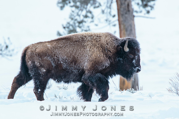 Bison