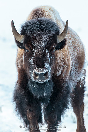Bison