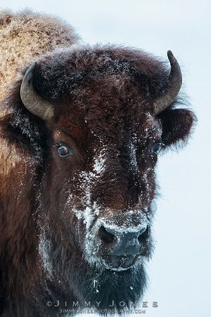 Bison