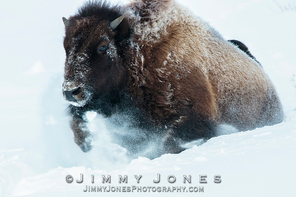 Bison