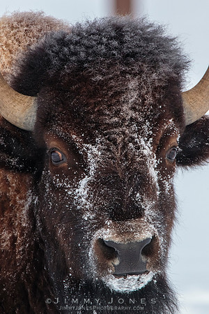 Bison