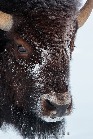 Bison