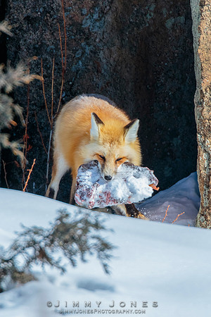 Red Fox