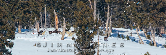 Wapiti Wolf Pack