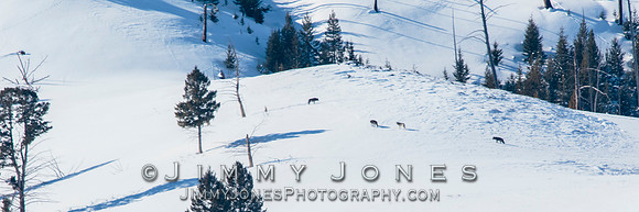 Unknown Wolf Pack of Five