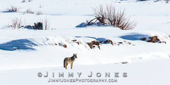 Coyote