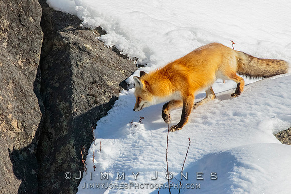 Red Fox