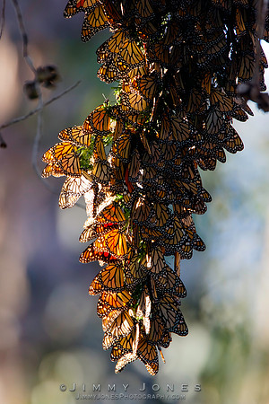 Monarch Cluster