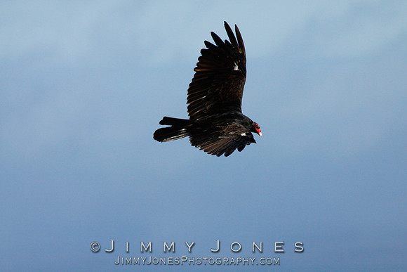 Turkey Vulture