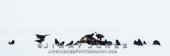 Bison Carcass w/ Bald Eagles in Lamar Valley