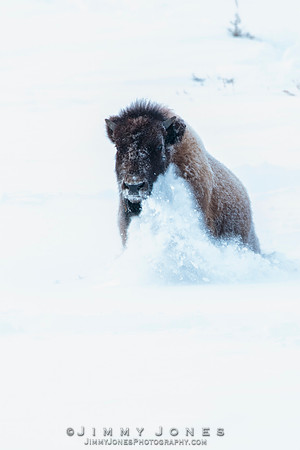 Bison