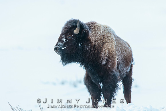 Bison