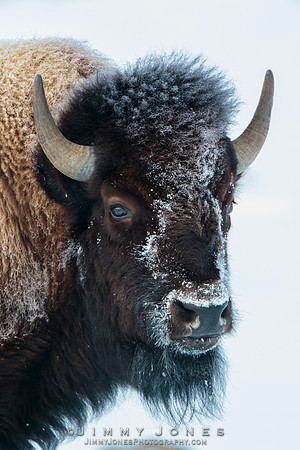 Bison