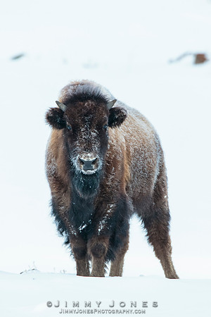 Bison