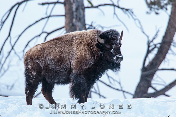 Bison