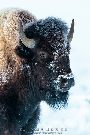 Bison