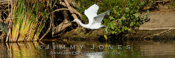 Snowy Egret - BS/P0523