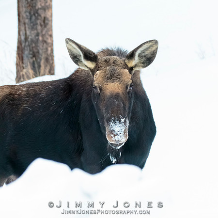 Silver Dollar Bull Moose