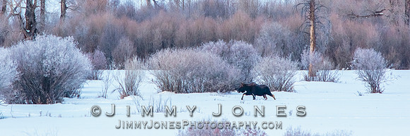 Moose