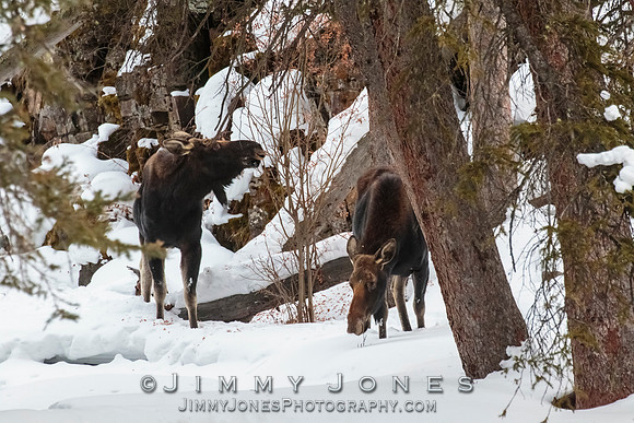 Silver Dollar Bull Moose