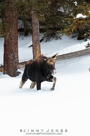 Silver Dollar Bull Moose