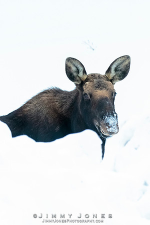 Silver Dollar Bull Moose