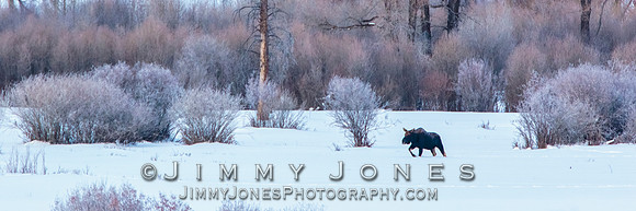 Moose