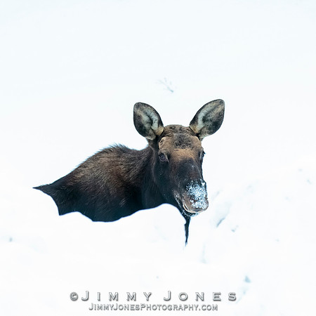 Silver Dollar Bull Moose