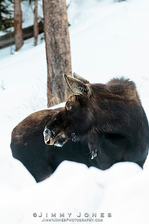 Silver Dollar Bull Moose