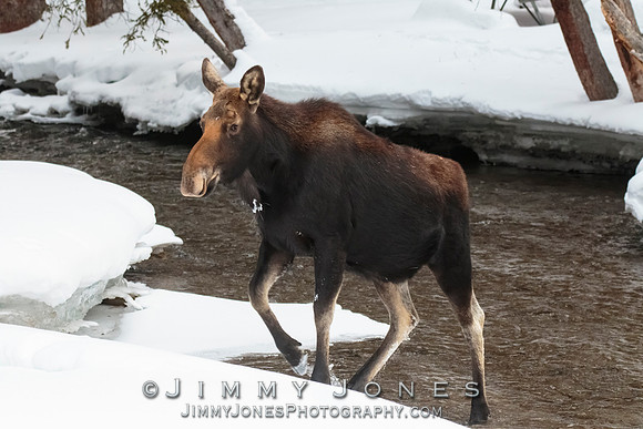 Moose Cow