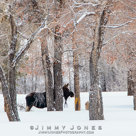Silver Dollar Bull Moose