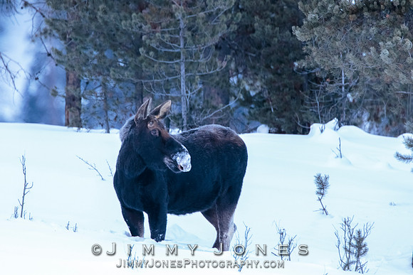Silver Dollar Bull Moose