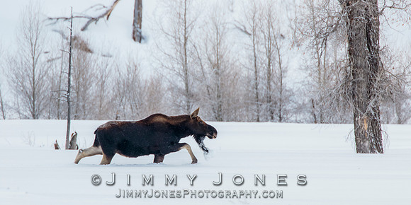 Silver Dollar Bull Moose