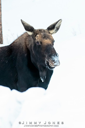 Silver Dollar Bull Moose